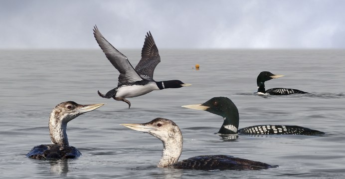 Loon