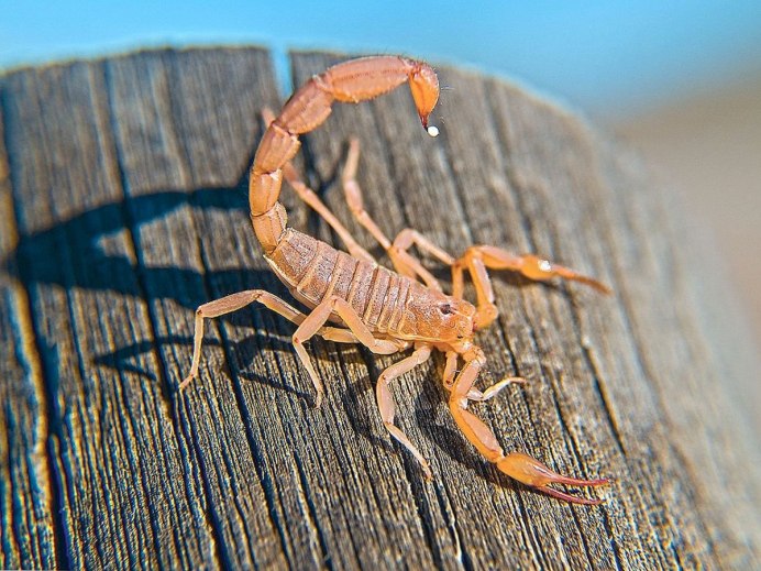 Heterometrus cyaneus