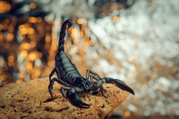 Индийский красный Скорпион фото