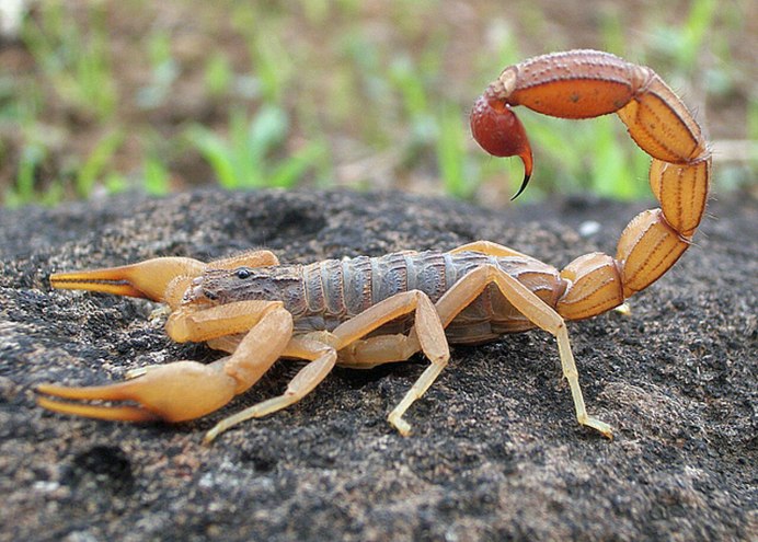 Гигантский Лесной Скорпион