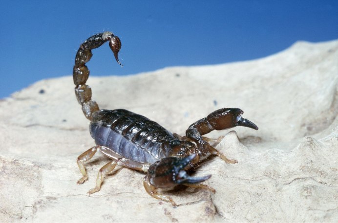 Hottentotta tamulus