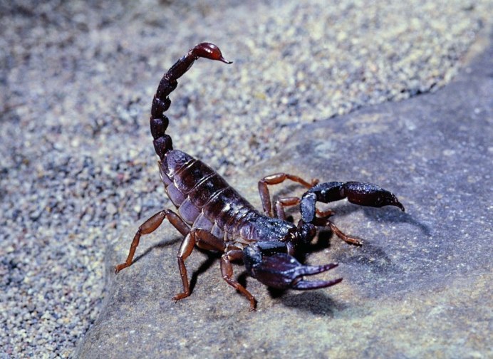 Скорпион Androctonus Australis