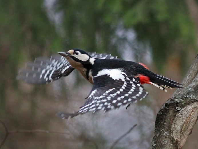 Магелланский дятел