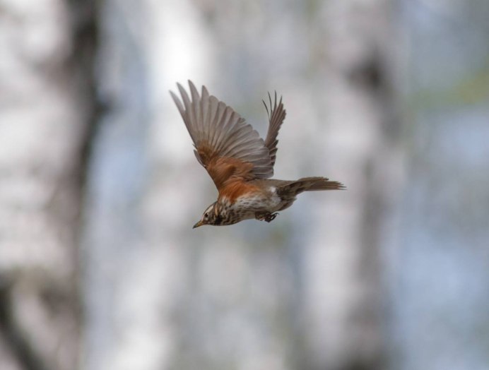 Лесная птица в полете