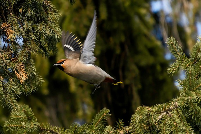 Свиристель летает