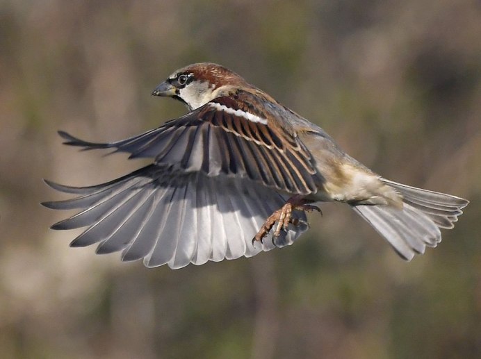 Лесная птица в полете