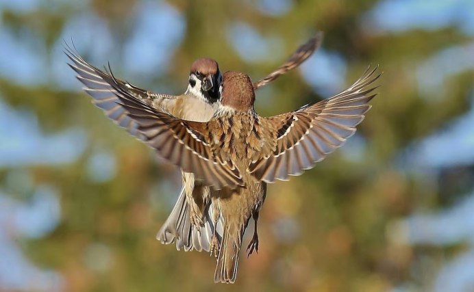 Сойка в полете
