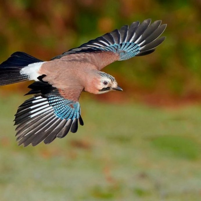 Обыкновенная Кукушка
