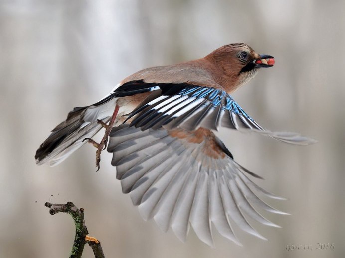 Сойка Подмосковная