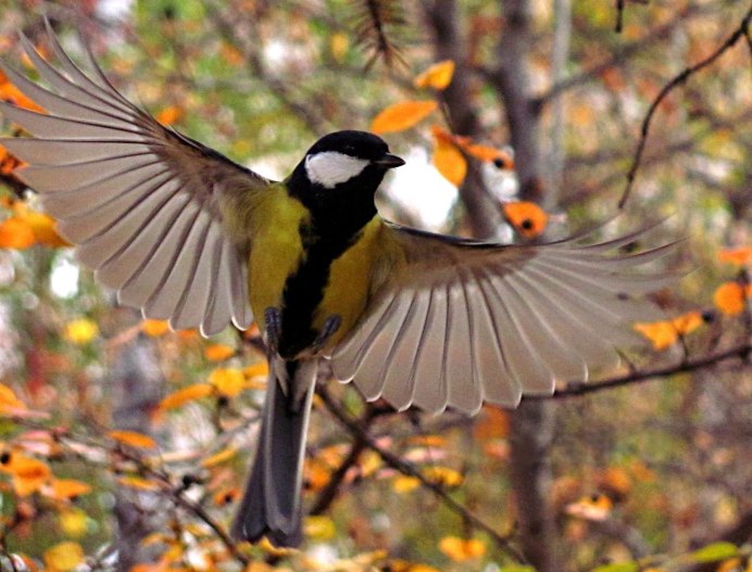 Чайка Кингфишер