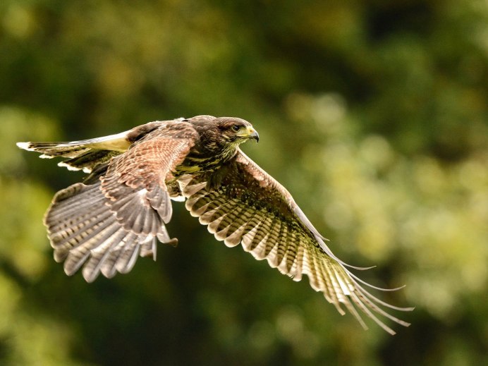 Воробей в полете