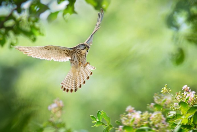 Птица в полете