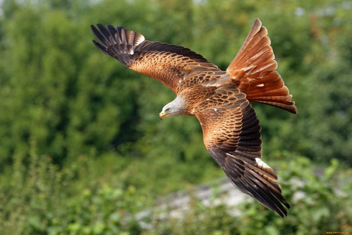 Орел Сокол ястреб