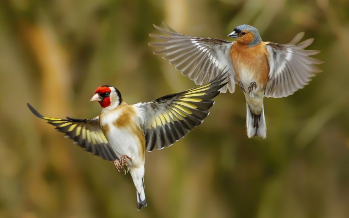 Птица с распахнутыми крыльями