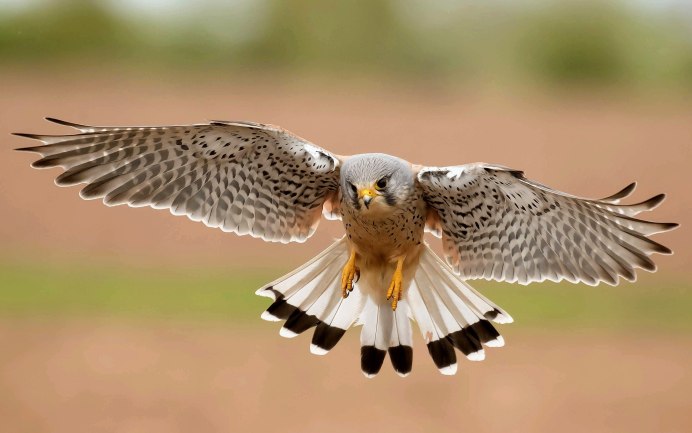 Птицы над лесом