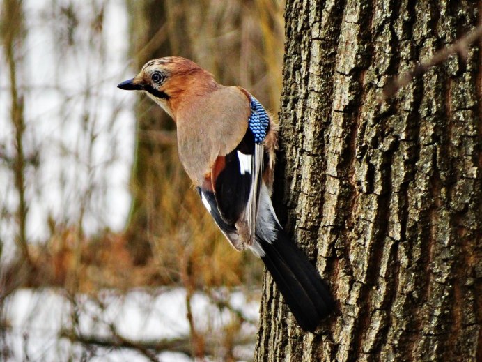 Лесные птицы в ноябре