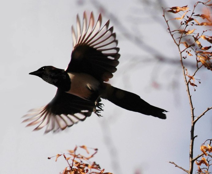 Сорока весной