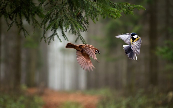 Большой пёстрый дятел