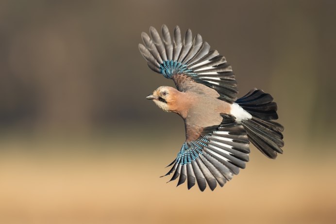 Зима птицы Горная Шория