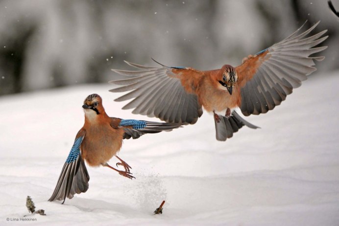 Сорока в полёте