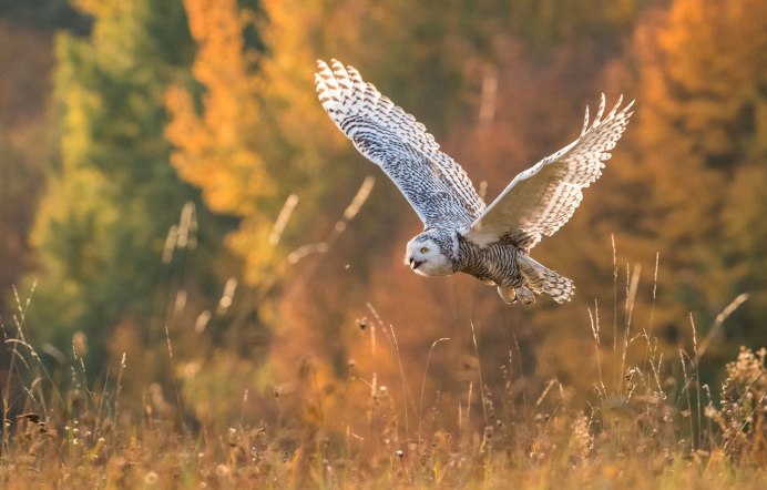 Синичка лазоревка в полете
