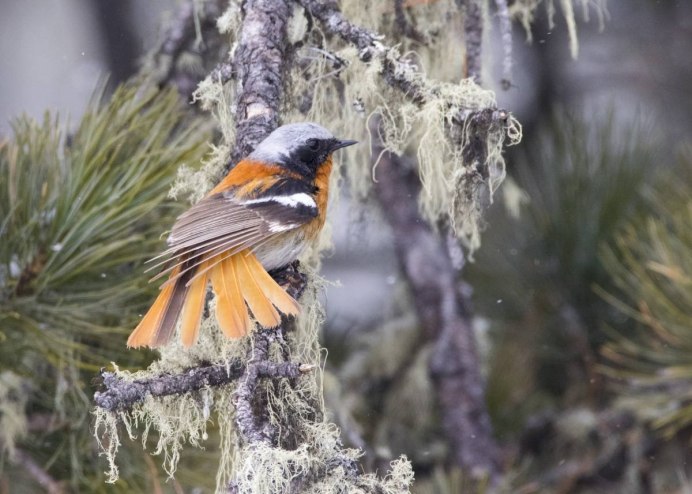 Полет птицы