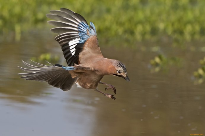 Глухарь птица самка