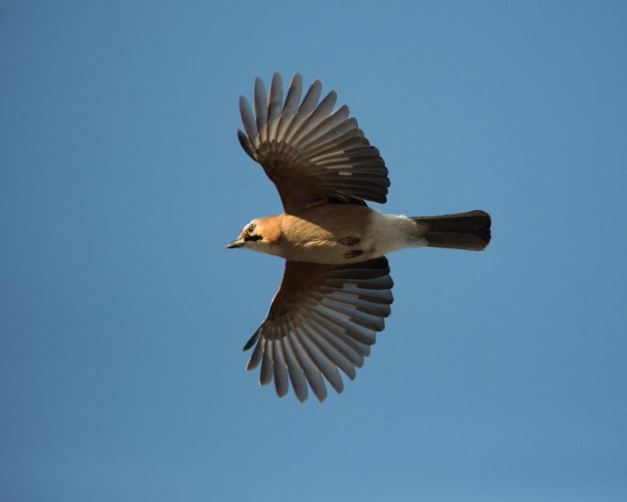 Красивый полет птиц