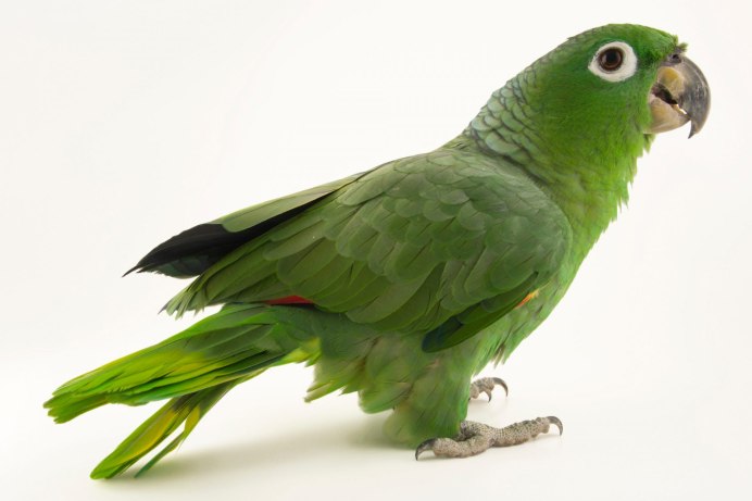 Черноухий попугай