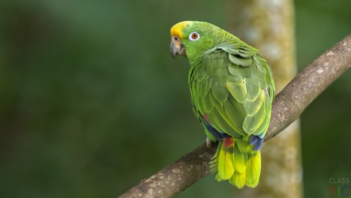 Южная Америка попугай Амазон