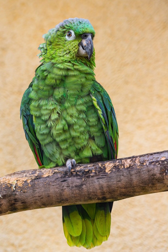 Венесуэльский Амазон попугай