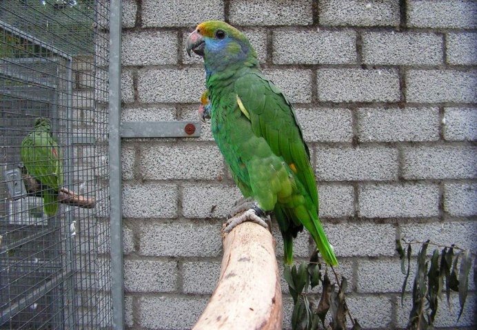 Попугай ара зеленый