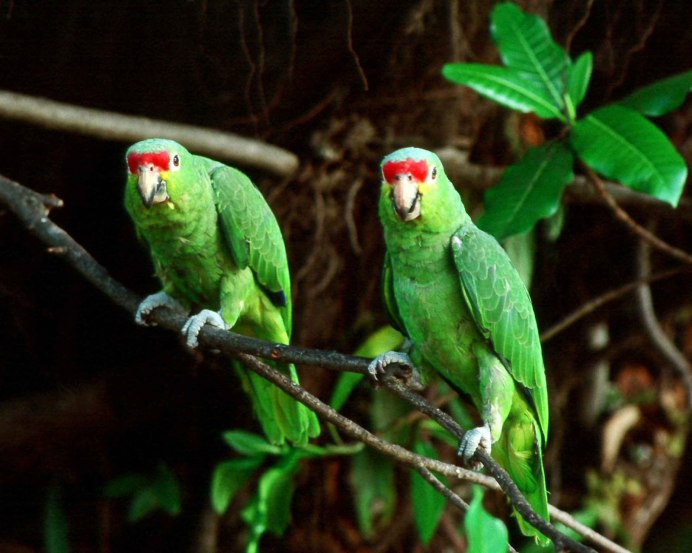 Чешется попугай Амазон