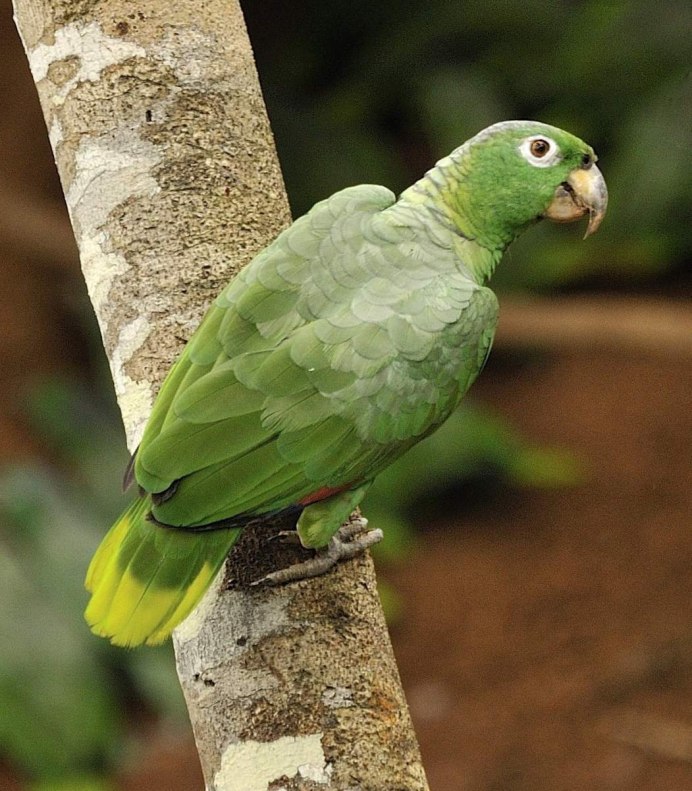 Амазон попугай