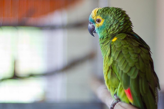 Желтошейный амазонский попугай
