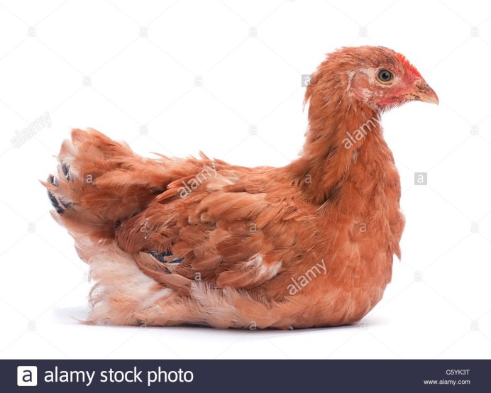 Курица удивление