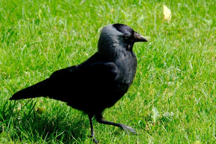 Птенец галки