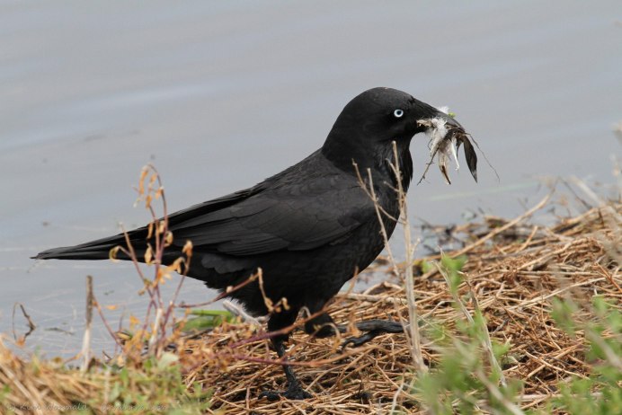 Крупные черные птицы