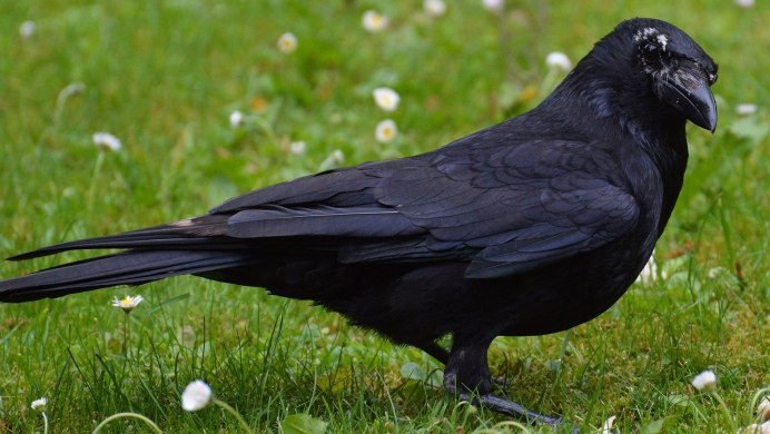Птица похожая на ворона