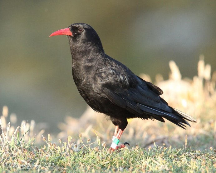 Болотная Галка