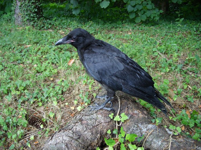 Птица похожая на ворону