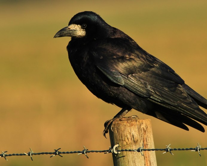 Галка (Coloeus monedula)