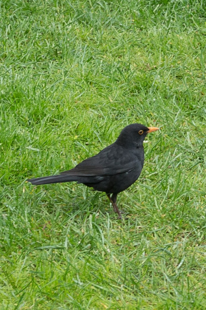 Хохлатая Галка