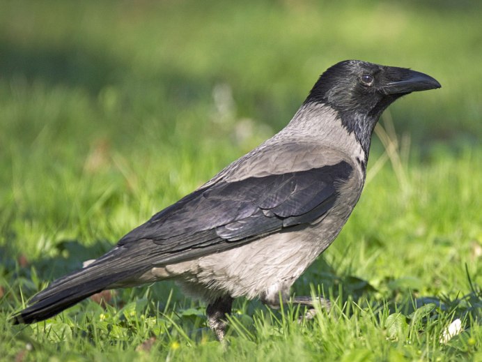 Птица Галка и Грач