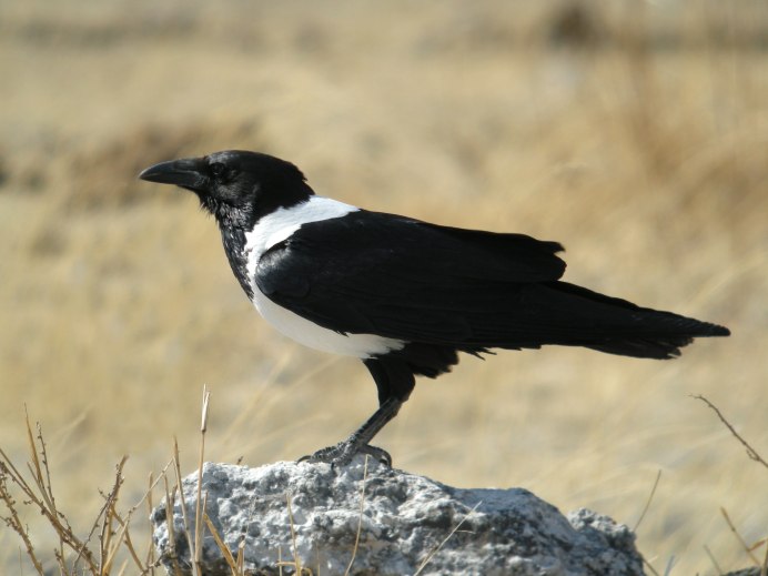 Corvus Corax птица