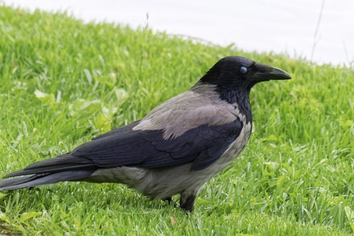 Гайворон Грач