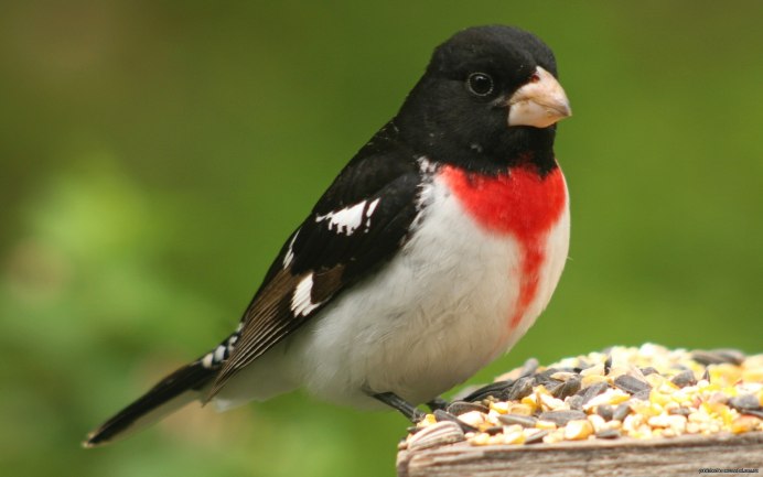 Коричневая птица с зелеными крыльями