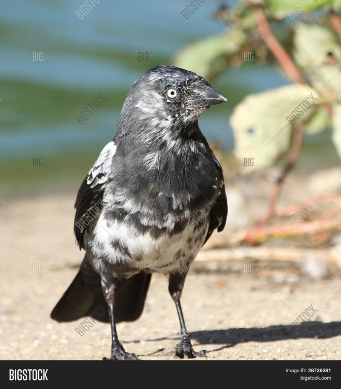 Красная птица с белой грудкой