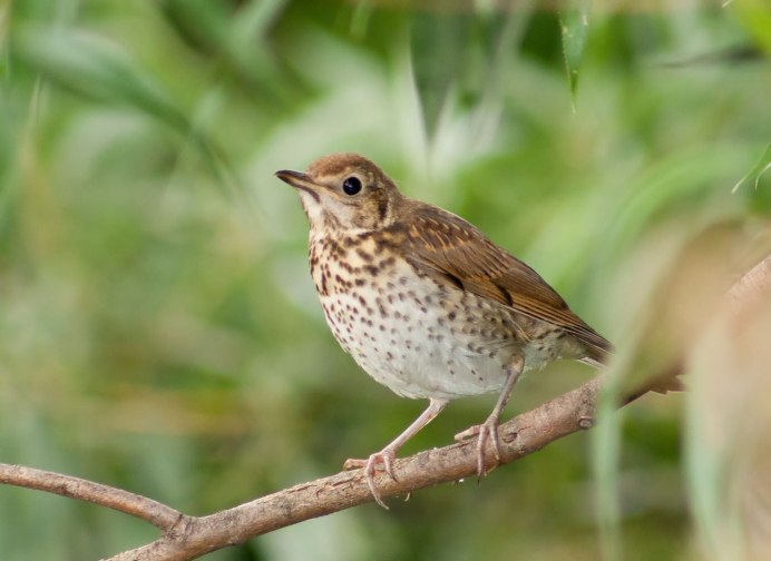 Малиновка Зарянка птичка