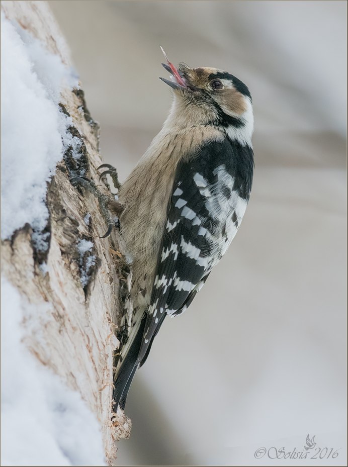 Разновидности птиц Дятлов